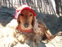 kida descansando en mar de las pampas - Foto enviada por LILIANA L�PEZ