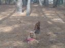kida en el bosque en el invierno - Galer�a de fotos de www.MardelasPampas.com.ar - enviada por lilana lopez