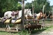 Ver m�s sobre Cabalgatas
