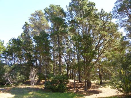 Pinos del Plata - Foto 10