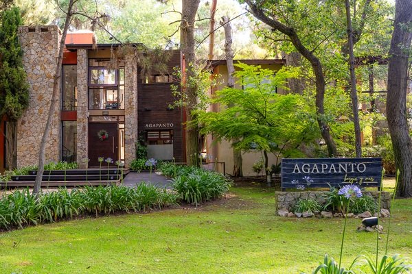 Agapanto