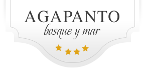 Agapanto